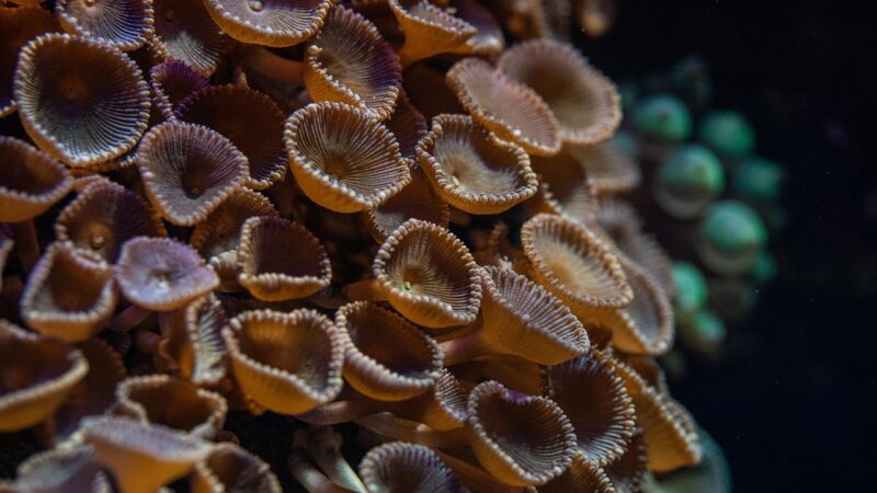 prevent aquarium algae bloom — featured image for how to prevent aquarium algae bloom