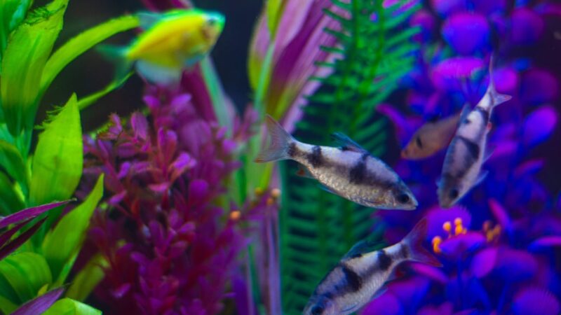 a group of fish swimming in an aquarium