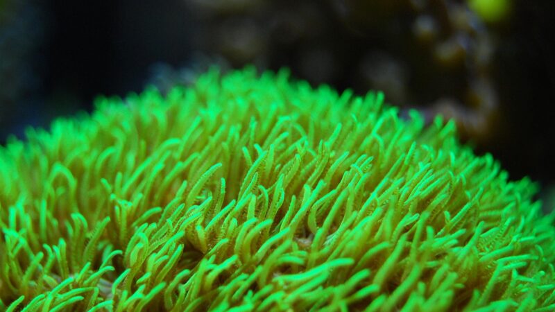 coral, reef, sea, underwater, marine, aquatic, aquarium, undersea, green, nature, green sea, green ocean