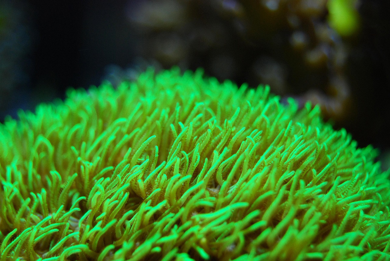 coral, reef, sea, underwater, marine, aquatic, aquarium, undersea, green, nature, green sea, green ocean