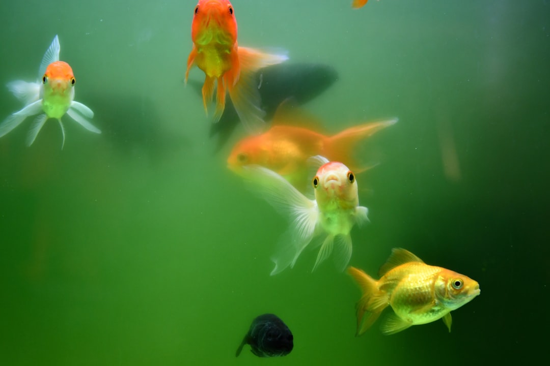 How to Prevent Hair Algae in a Newly Planted Tank