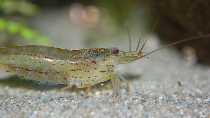 aquarium inhabitants, amano, shrimp, freshwater, animals, underwater, aquarium, reproduction, eggs, aquatic life, nature, tra