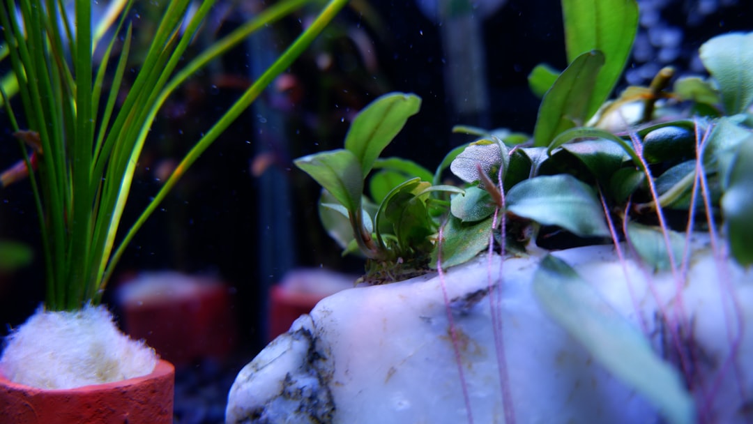 How to Propagate Aquarium Plants