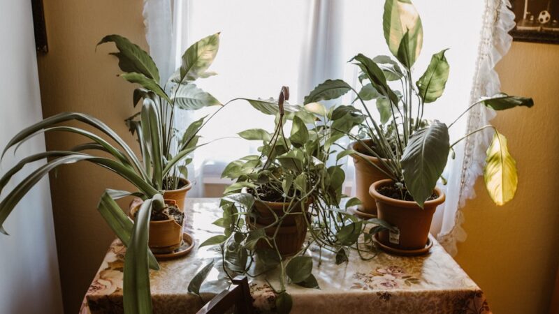 How to Quarantine New Aquarium Plants