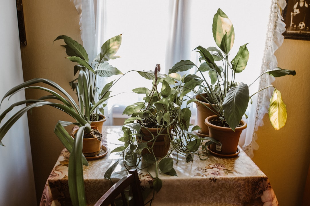 How to Quarantine New Aquarium Plants