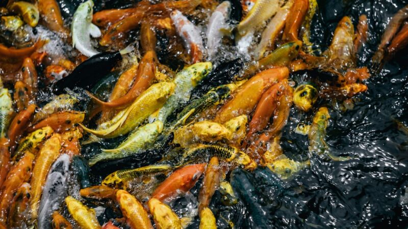 How to Raise Fish Fry Successfully: From Eggs to Juveniles