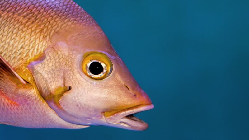 How to Read Fish Body Language: Fins, Colour and Posture