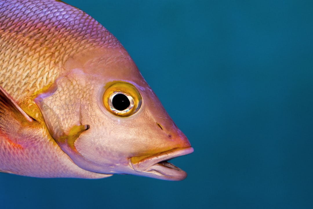 How to Read Fish Body Language: Fins, Colour and Posture