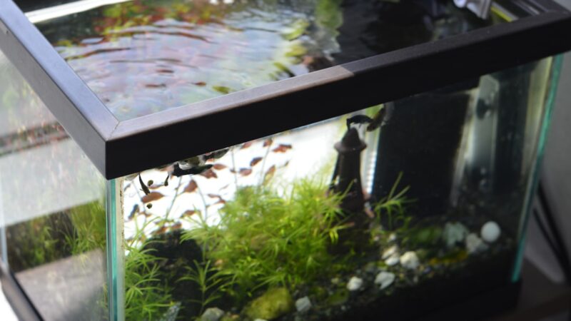 How to Reduce Aquarium Evaporation in Singapore's Heat