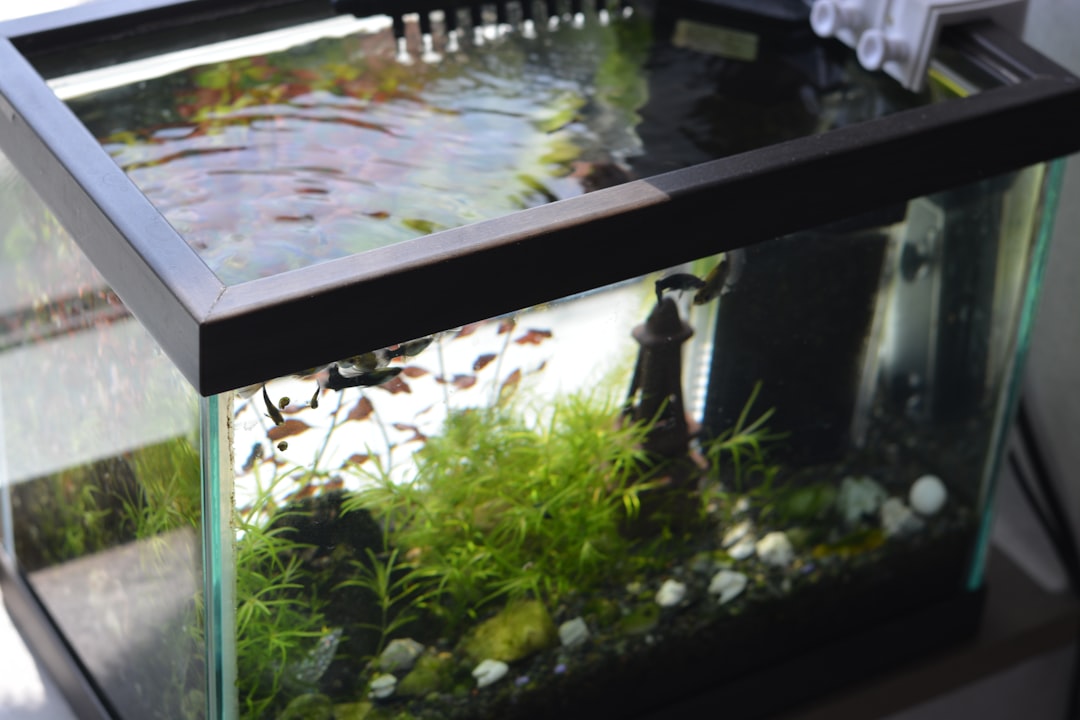 How to Reduce Aquarium Evaporation in Singapore's Heat