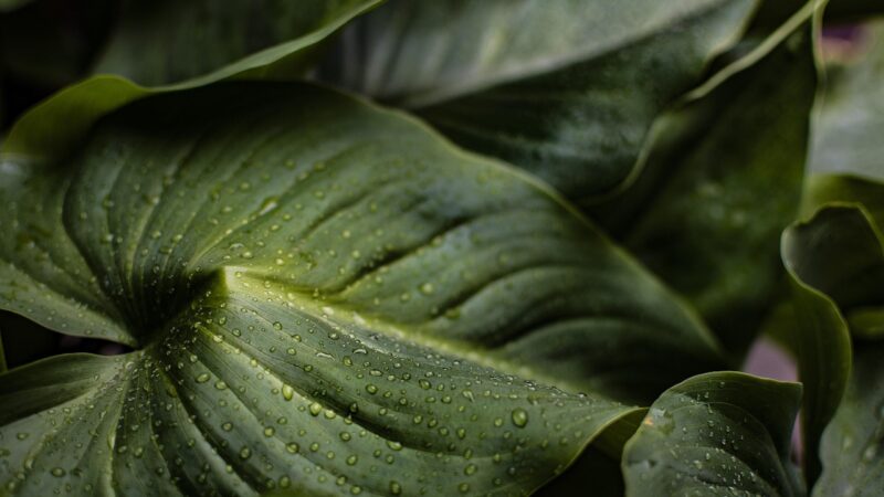 leaves, mac wallpaper, full hd wallpaper, dewdrops, cool backgrounds, nature background, wallpaper 4k, jungle, hd wallpaper,