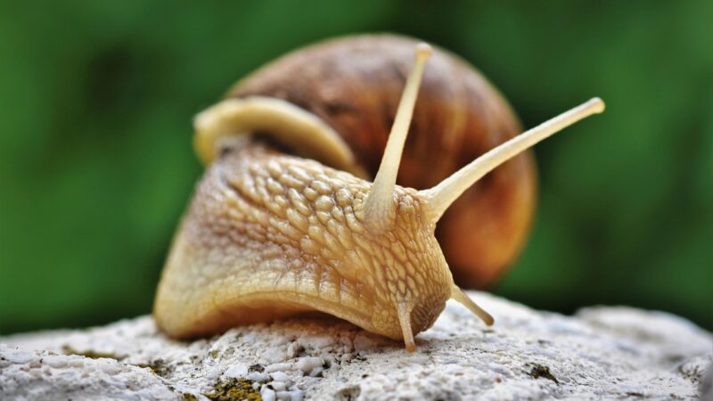 snail, shell, mollusk, gastropod, snail shell, animal, animal world, probe, mucus, casing, crawl, slowly, nature, close up, s