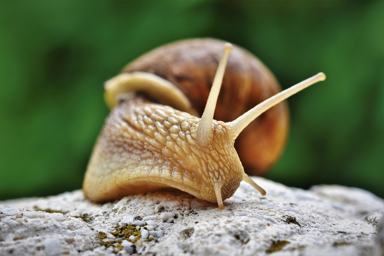 snail, shell, mollusk, gastropod, snail shell, animal, animal world, probe, mucus, casing, crawl, slowly, nature, close up, s