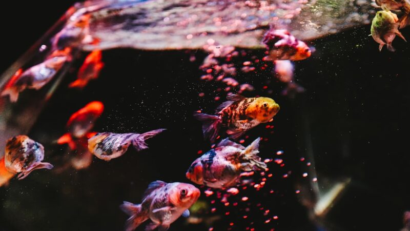 orange and white fish in water