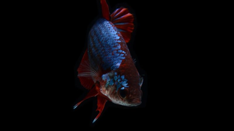 fish, betta fish, red fish, animal, scales, aquarium, ornamental fish, nature, swimming, macro, hickey, betta splendens, siam