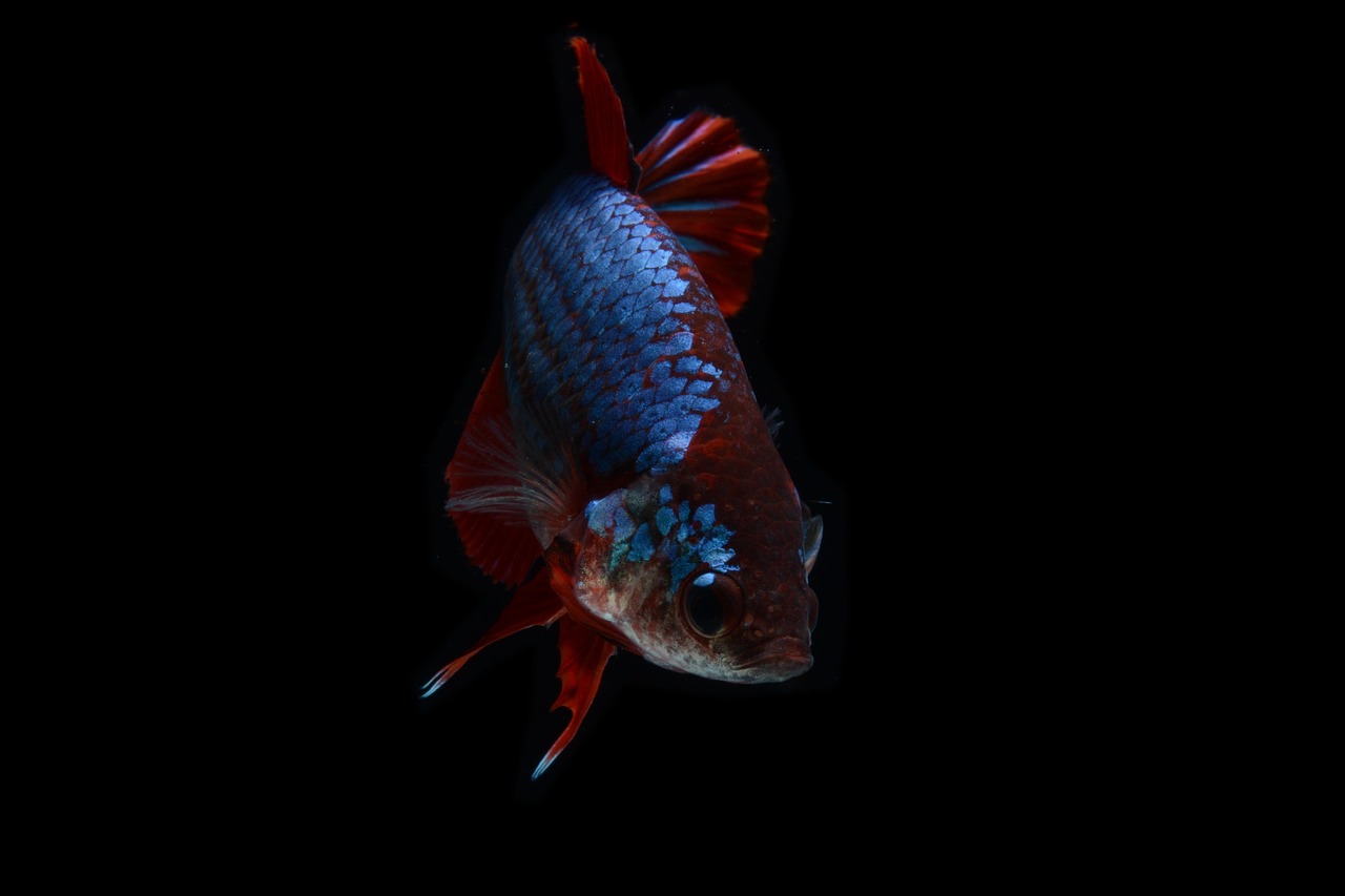 fish, betta fish, red fish, animal, scales, aquarium, ornamental fish, nature, swimming, macro, hickey, betta splendens, siam