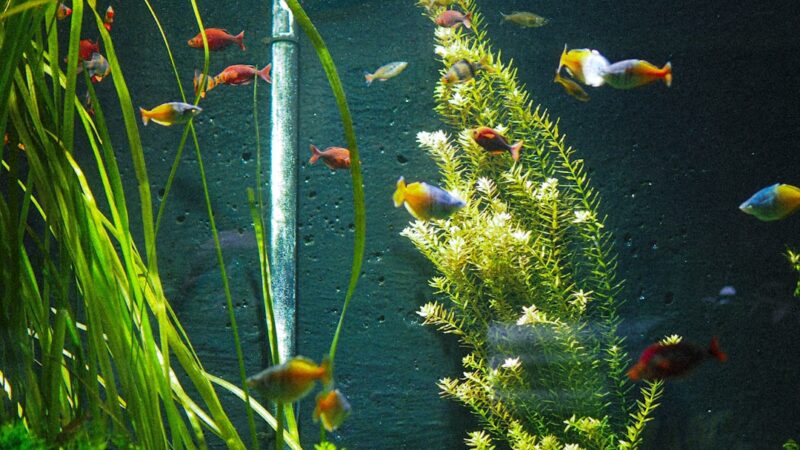 a fish tank filled with lots of different colored fish
