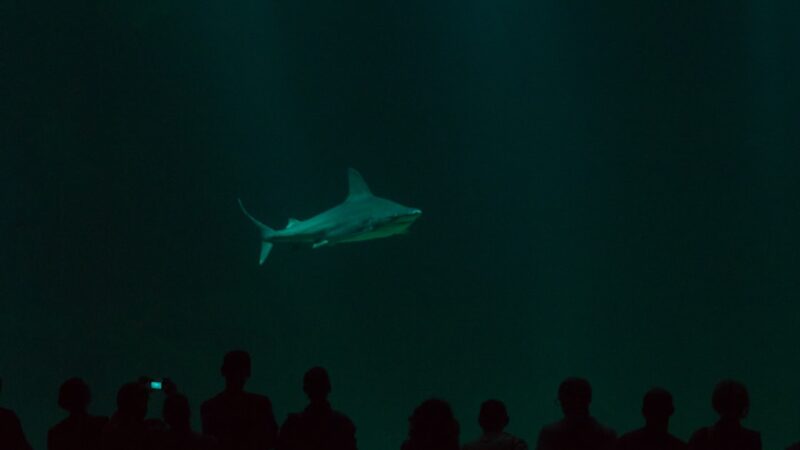 How to Set Up a Blackwater Aquarium