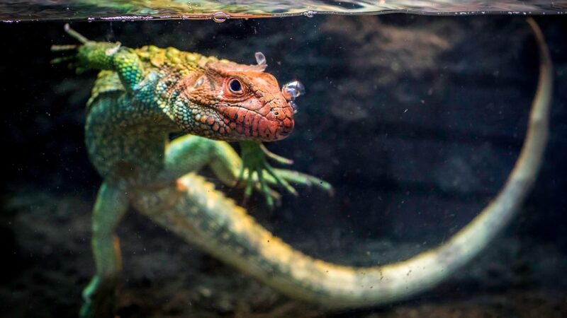 caiman lizard, lizard, nature, reptile, animal, tank, pet