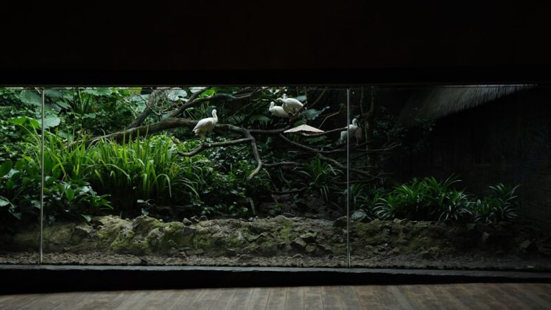 How to Set Up a Planted Tank in Singapore