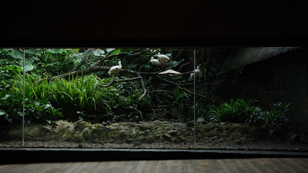 How to Set Up a Planted Tank in Singapore