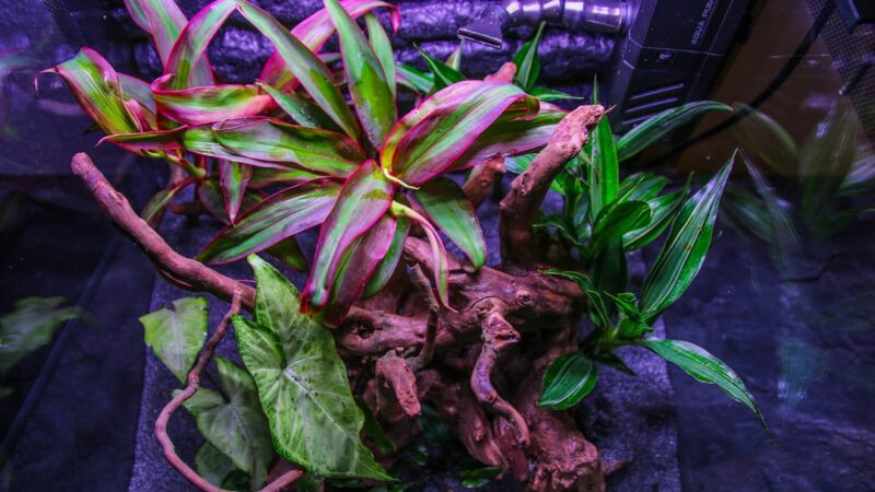 How to Start Your First Planted Tank: Complete Walkthrough