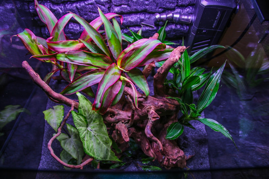 How to Start Your First Planted Tank: Complete Walkthrough