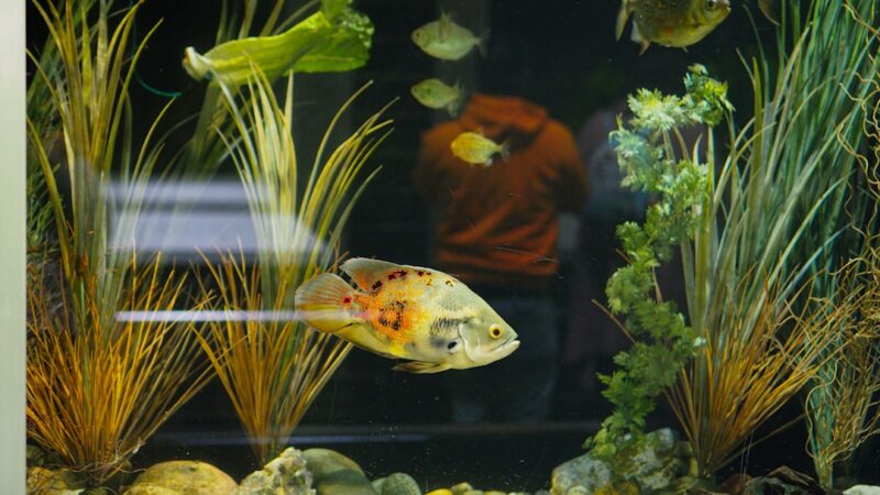 a fish that is swimming in some water