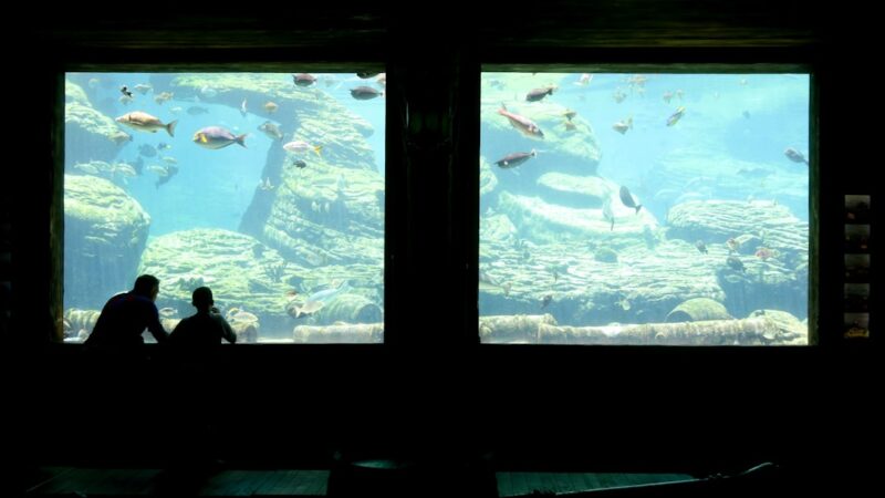 How to Stock Your Aquarium Slowly: The Patient Approach