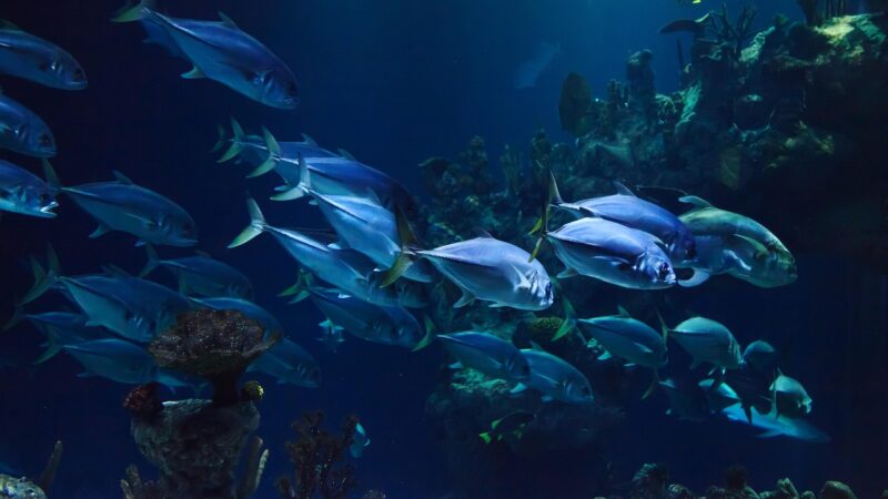 animal, aquarium, aquatic, coral, deep, nature, fish, marine, ocean, reef, scuba, sea, under, underwater, water