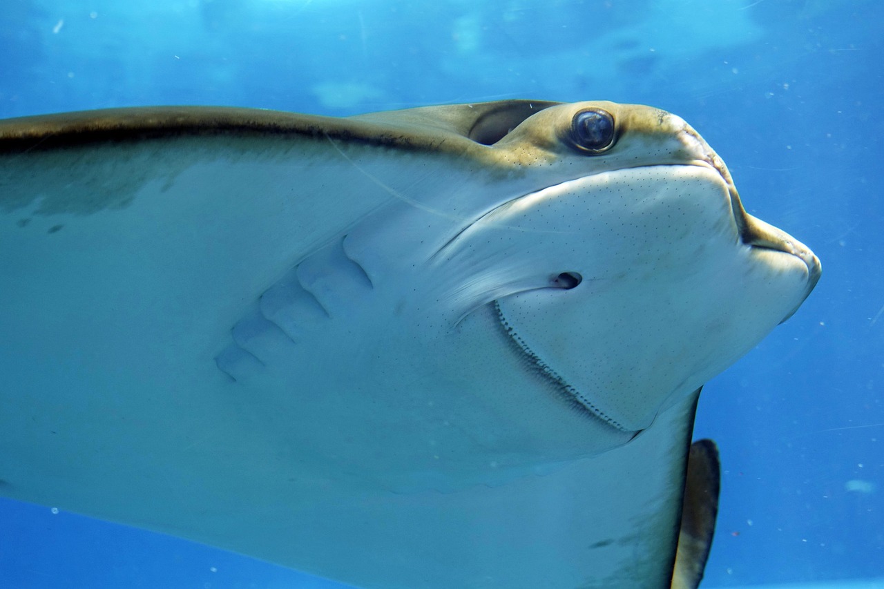 stingray, smelled, underwater, underwater world, sea creatures, aquarium, under water, animal, sea animal, creature, nature,