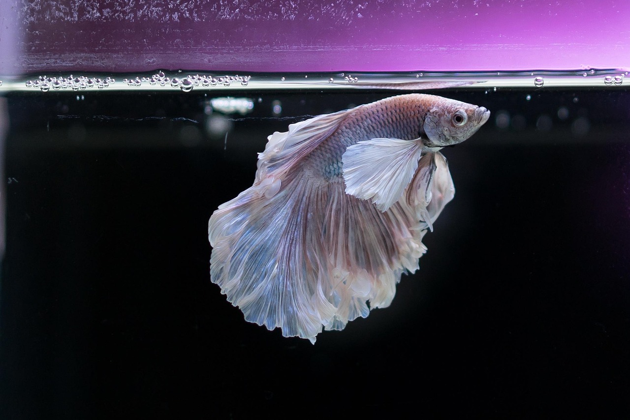 gold fish, fish, aquarium, underwater, animal, pet, swim, nature, fishbowl, liquid, black animals, black fish, black pets, bl