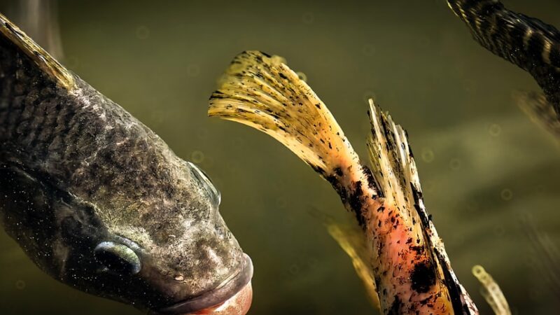 Three fish swim in murky water