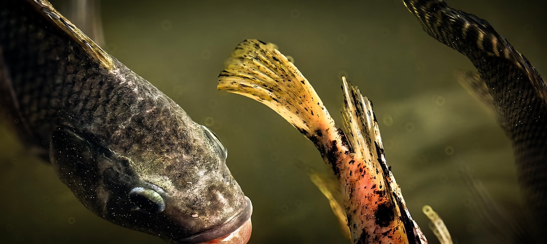 Three fish swim in murky water
