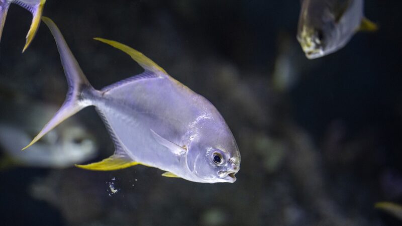 the fish, fish, sea, ocean, that, swim, gill, nature, underwater, animal, animals, beautiful, pattern, tropical, aquarium