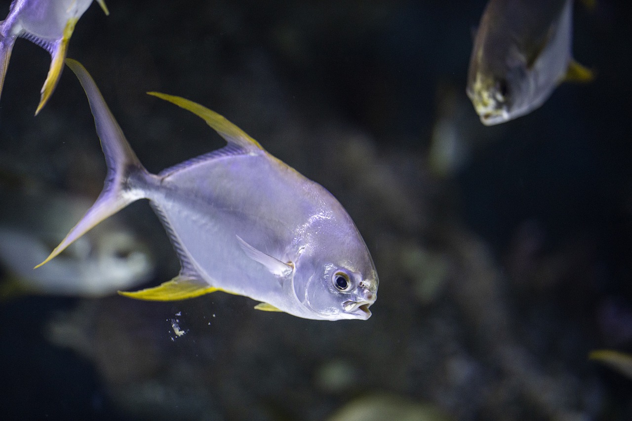 the fish, fish, sea, ocean, that, swim, gill, nature, underwater, animal, animals, beautiful, pattern, tropical, aquarium