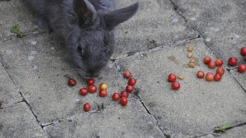 ich liebe dich, rabbits, cherries