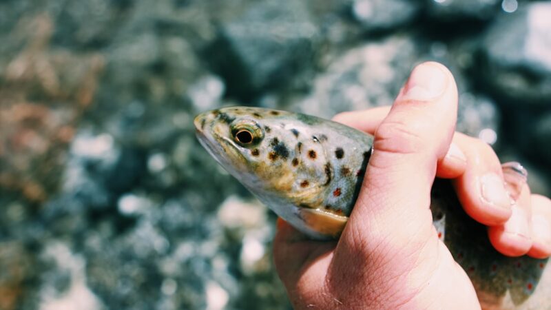 How to Treat Skin Flukes in Freshwater Fish