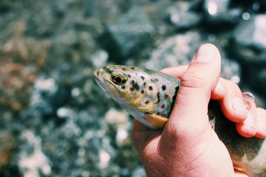 How to Treat Skin Flukes in Freshwater Fish