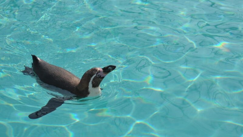 penguin, swim, aquarium, penguin, penguin, penguin, penguin, penguin