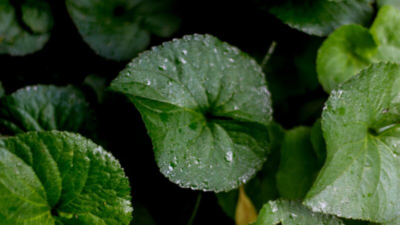 Hydrocotyle Verticillata Care Guide: Penny-Shaped Charm
