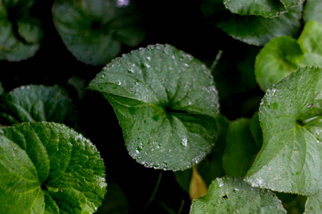 Hydrocotyle Verticillata Care Guide: Penny-Shaped Charm