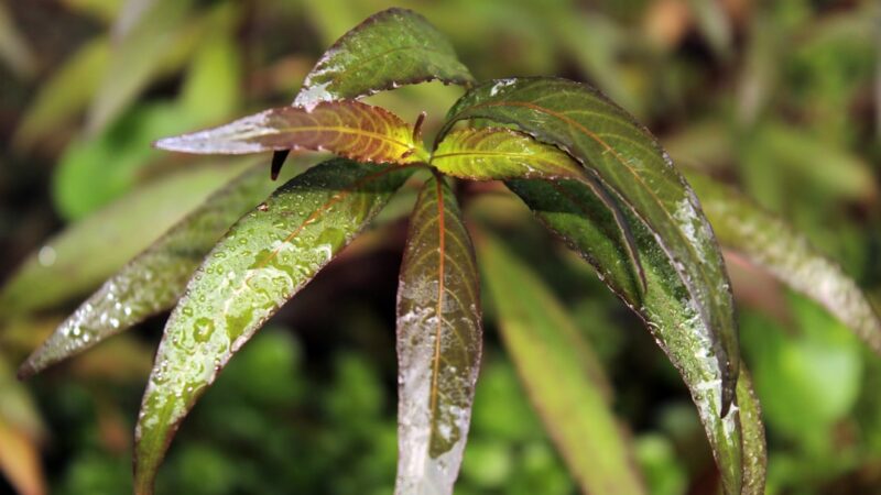 Hygrophila Care Guide: Fast-Growing Stem Plants for Any Tank