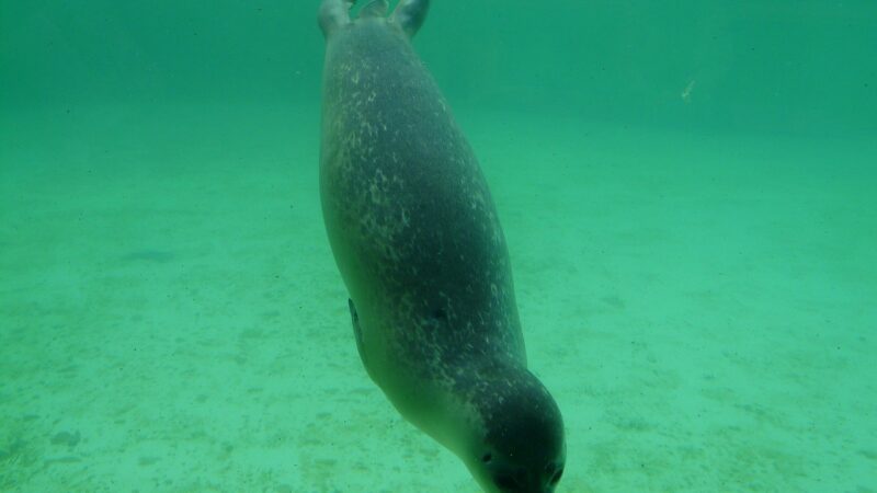 seal, phoca vitulina, aquarium, seal station, dog seal, care station