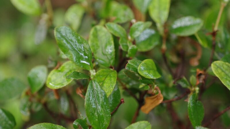 How to Propagate Water Wisteria
