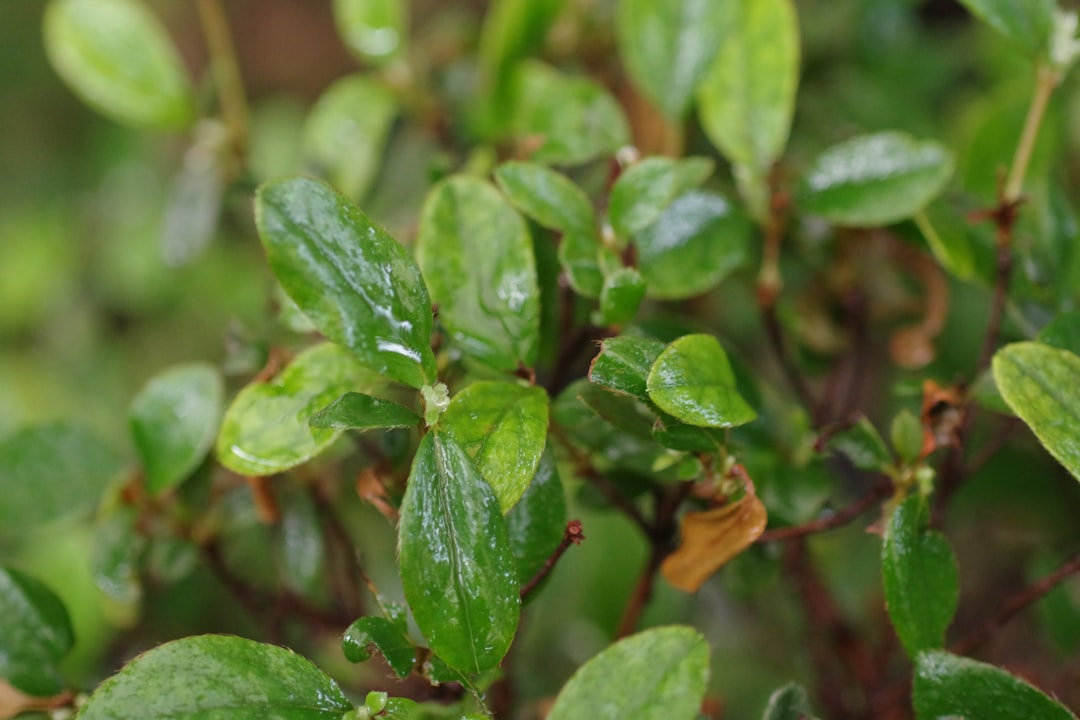 How to Propagate Water Wisteria