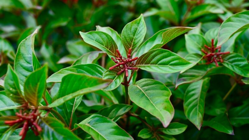 Hygrophila Polysperma Care Guide