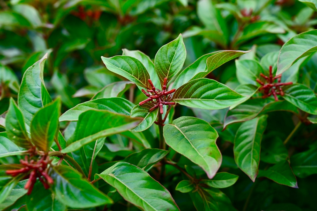 Hygrophila Polysperma Care Guide