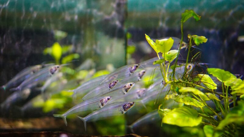 Indian Almond Leaves for Aquariums