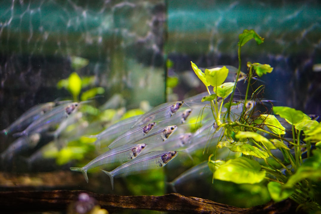 Indian Almond Leaves for Aquariums